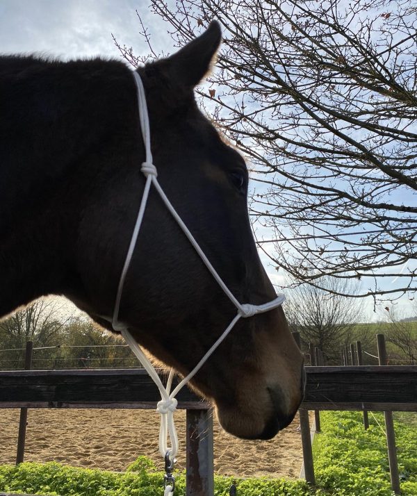 Two in one diamond rope halter set white - Image 5